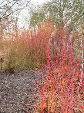 Salix, dogwood and rubus biflorus