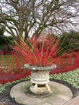 Red and yellow dogwood cuttings used as decoration