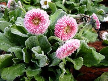 Bellis perennis Pomponette. Daisy.