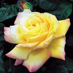 Peace Rose, from RosesUK