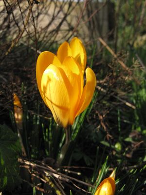 Yellow Crocus