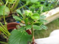 Phyllody in strawberry Malwina