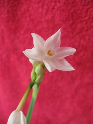 Paperwhite narcissus flower