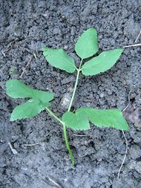 Ground elder leaves