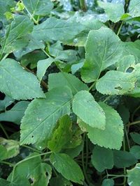 A mass of ground elder, perennial weed.