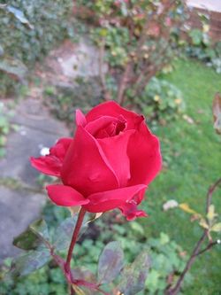 Red rose