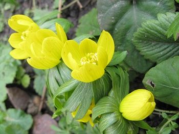 Winter aconite