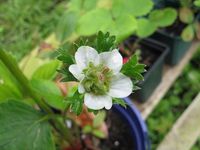 Strawberry flower showing proliferation of leaves (phyllody)