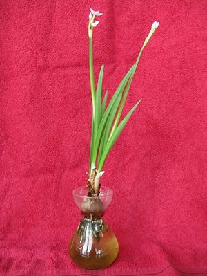 Narcissus in bulb glass