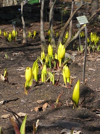 Skunk Cabbage, Botanische Garten, Berlin