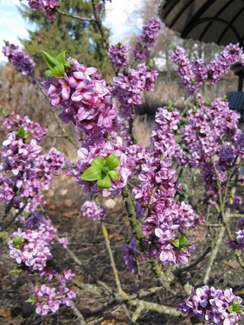 Daphne mezereum, very fragrant shrub