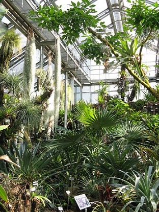 Inside the glasshouses at the Berlin Botanical Garden