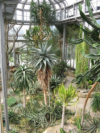 The cactus house at Botanische Garten, Berlin