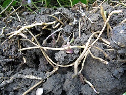 Ground elder roots in thick clay soil