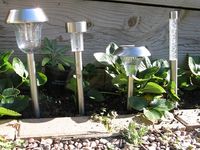 All four lights in daylight, with strawberry plants for comparison