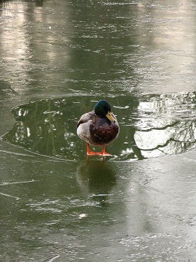 Duck learns to walk on water, Wisley