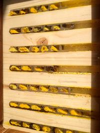 Red Mason bees in Nurturing Nature nest box