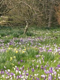 Crocuses and daffodils at Great Dixter March 2013