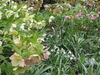 Hellebores at Great Dixter March 2013