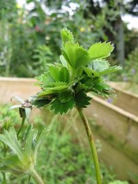 Proliferation of leaves growing from a strawberry fruit (phyllody)