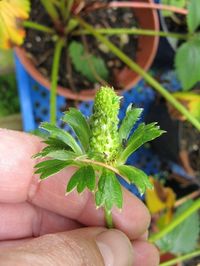 Strange-shaped, elongated fruit caused by phyllody in strawberries