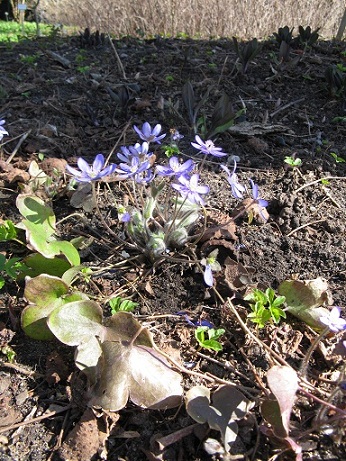 Botanische Garten, Berlin, blue flowers with ground elder