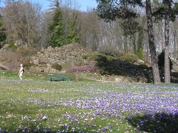 Crocuses infront of the Rock Garden, Botanical Garden, Berlin