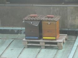 Beehives on top of the Berliner Dom 2