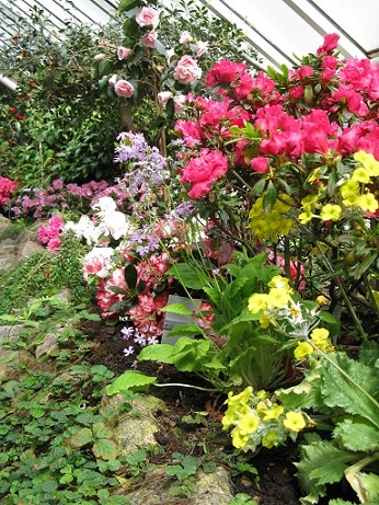 In the Rhododendron and Camellia house at the Berlin Botanical Garden