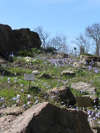 Alpine meadow, Berlin Botanical Garden