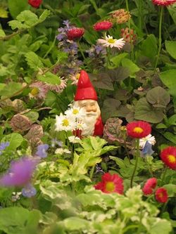 A gnome nestles in a grassless lawn at Chelsea Flower Show 2013