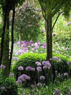 Alliums, Rose Cottage