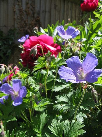 Johnson's Blue geranium and unknown peony make a lovely plant combination, May-June