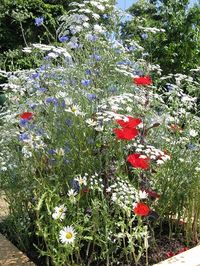 Jekka McVicar's planter for bees and wildlife, Hampton Court Flower Show 2013