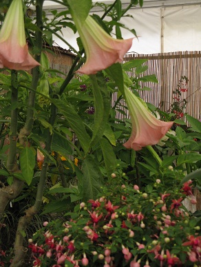 Valducci Brugmansias stand, Shrewsbury Flower Show, 2013