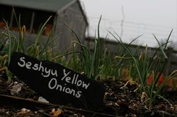 Yellow_Onions