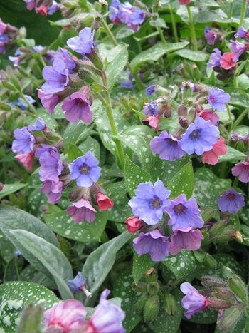 Two tone pulmonaria (lungwort)