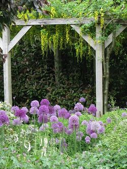 Alliums and laburnum, Rose Cottage