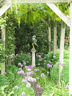 Laburnum pergola with allium and statue, Rose Cottage, NGS