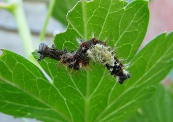 Comma butterfly caterpillar on gooseberry leaf