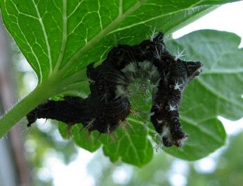 Comma butterfly caterpillar underneath gooseberry leaf