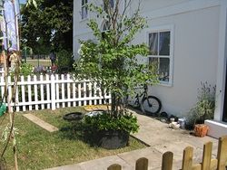 The APL bad garden display at Hampton Court Flower Show 2013