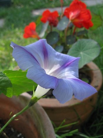 Morning Glory (Ipomeoa), nasturtiums behind.