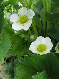 Malwina (Milvana) Strawberry plants