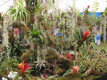 Every Picture Tells a Story, Floral marquee, Shrewsbury Flower Show, 2013