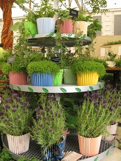 Herbal tea cupcakes, Sparsholt College Stand, Chelsea Flower Show 2013