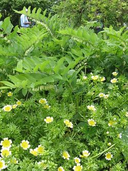 Solomon's Seal and Poached Egg Plant - nice combination