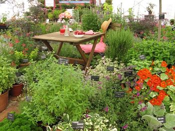 Hooks Green Herbs stand at Hampton Court Flower Show 2013