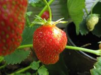 Malwina strawberry - is it ripe