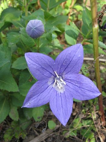 Balloon Flowers, Platycodon grandiflorus.